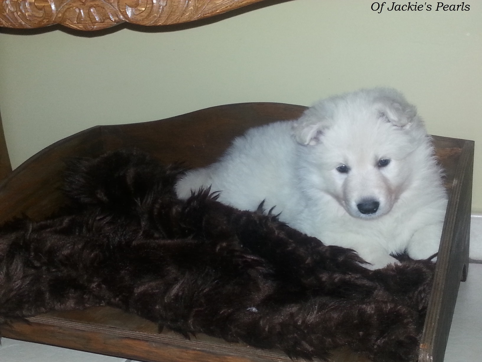 Chiots berger blanc suisse poils courts